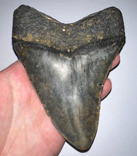 Load image into Gallery viewer, Huge Megalodon Fossil Shark Tooth 5.3 Inches! Not Repaired!