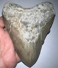 Load image into Gallery viewer, Huge Megalodon Fossil Shark Tooth 5.04 Inches! Not Repaired! INCREDIBLE Serrations!