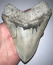 Load image into Gallery viewer, Huge Megalodon Fossil Shark Tooth 5.04 Inches! Not Repaired! INCREDIBLE Serrations!
