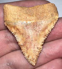 Load image into Gallery viewer, Large Chilean Fossil Great White Shark Tooth 1.6 Inches