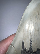 Load image into Gallery viewer, Huge Megalodon Fossil Shark Tooth 5.04 Inches! Not Repaired! INCREDIBLE Serrations!