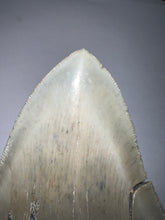 Load image into Gallery viewer, Huge Megalodon Fossil Shark Tooth 5.04 Inches! Not Repaired! INCREDIBLE Serrations!
