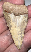 Load image into Gallery viewer, Huge Chilean Fossil Great White Shark Tooth 2+ Inches