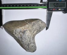 Load image into Gallery viewer, Huge Megalodon Fossil Shark Tooth 5.04 Inches! Not Repaired! INCREDIBLE Serrations!