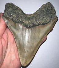 Load image into Gallery viewer, Huge Megalodon Fossil Shark Tooth 5.38 Inches! Not Repaired! INCREDIBLE Serrations!