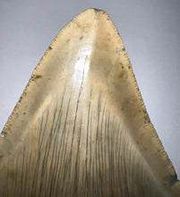 Load image into Gallery viewer, Huge Megalodon Fossil Shark Tooth 5.38 Inches! Not Repaired! INCREDIBLE Serrations!