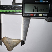 Load image into Gallery viewer, Pristine Chilean Fossil Great White Shark Tooth 1.42 Inches