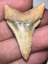 Load image into Gallery viewer, Pristine Chilean Fossil Great White Shark Tooth 1.44 Inches