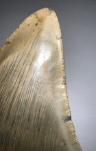 Load image into Gallery viewer, Huge Megalodon Fossil Shark Tooth 5.38 Inches! Not Repaired! INCREDIBLE Serrations!