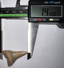 Load image into Gallery viewer, Pristine Chilean Fossil Great White Shark Tooth 1.44 Inches