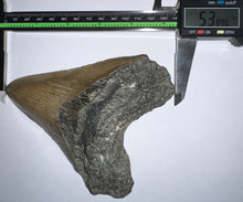 Load image into Gallery viewer, Huge Megalodon Fossil Shark Tooth 5.38 Inches! Not Repaired! INCREDIBLE Serrations!
