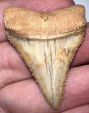 Load image into Gallery viewer, Pristine Large Chilean Fossil Great White Shark Tooth 1.6 Inches