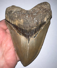 Load image into Gallery viewer, Huge Megalodon Fossil Shark Tooth 5.37 Inches! Not Repaired! INCREDIBLE Serrations!
