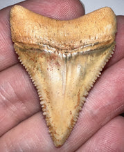 Load image into Gallery viewer, Pristine Large Chilean Fossil Great White Shark Tooth 1.6 Inches