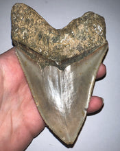Load image into Gallery viewer, Huge Megalodon Fossil Shark Tooth 5.37 Inches! Not Repaired! INCREDIBLE Serrations!