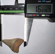 Load image into Gallery viewer, Pristine Large Chilean Fossil Great White Shark Tooth 1.6 Inches