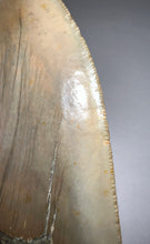 Load image into Gallery viewer, Huge Megalodon Fossil Shark Tooth 5.37 Inches! Not Repaired! INCREDIBLE Serrations!