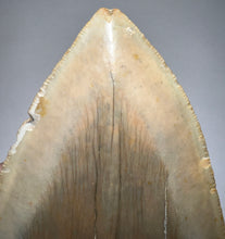 Load image into Gallery viewer, Huge Megalodon Fossil Shark Tooth 5.37 Inches! Not Repaired! INCREDIBLE Serrations!