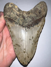 Load image into Gallery viewer, Huge Megalodon Fossil Shark Tooth 5.46 Inches! Not Repaired! INCREDIBLE Serrations!