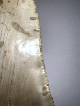 Load image into Gallery viewer, Huge Megalodon Fossil Shark Tooth 5.46 Inches! Not Repaired! INCREDIBLE Serrations!