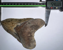 Load image into Gallery viewer, Huge Megalodon Fossil Shark Tooth 5.46 Inches! Not Repaired! INCREDIBLE Serrations!