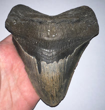 Load image into Gallery viewer, HUGE Megalodon Fossil Shark Tooth 5.64 Inches! Not Repaired! Great Serrations!