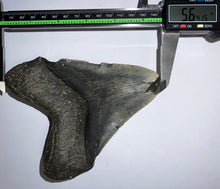 Load image into Gallery viewer, HUGE Megalodon Fossil Shark Tooth 5.64 Inches! Not Repaired! Great Serrations!