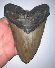 Load image into Gallery viewer, HUGE Megalodon Fossil Shark Tooth 5.74 Inches! Not Repaired! Fantastic Serrations!