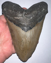 Load image into Gallery viewer, HUGE Megalodon Fossil Shark Tooth 5.74 Inches! Not Repaired! Fantastic Serrations!