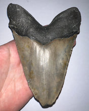 Load image into Gallery viewer, HUGE Megalodon Fossil Shark Tooth 5.74 Inches! Not Repaired! Fantastic Serrations!