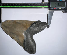 Load image into Gallery viewer, HUGE Megalodon Fossil Shark Tooth 5.74 Inches! Not Repaired! Fantastic Serrations!