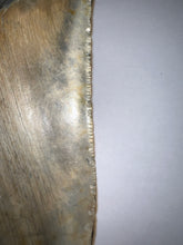 Load image into Gallery viewer, HUGE Megalodon Fossil Shark Tooth 5.74 Inches! Not Repaired! Fantastic Serrations!