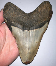 Load image into Gallery viewer, Monster Size Megalodon Fossil Shark Tooth 6.41 Inches! Not Repaired!