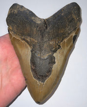 Load image into Gallery viewer, MEGA MONSTER SIZE Megalodon Fossil Shark Tooth 6.61 Inches! Not Repaired!
