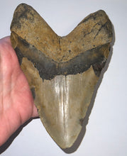 Load image into Gallery viewer, MEGA MONSTER SIZE Megalodon Fossil Shark Tooth 6.61 Inches! Not Repaired!