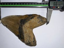 Load image into Gallery viewer, MEGA MONSTER SIZE Megalodon Fossil Shark Tooth 6.61 Inches! Not Repaired!