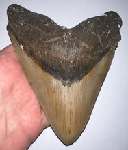 Load image into Gallery viewer, GEM Monster Size Megalodon Fossil Shark Tooth 6.1 Inches Not Repaired! INCREDIBLE Serrations!