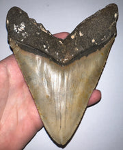 Load image into Gallery viewer, GEM Monster Size Megalodon Fossil Shark Tooth 6.1 Inches Not Repaired! INCREDIBLE Serrations!