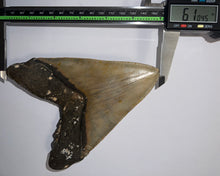 Load image into Gallery viewer, GEM Monster Size Megalodon Fossil Shark Tooth 6.1 Inches Not Repaired! INCREDIBLE Serrations!
