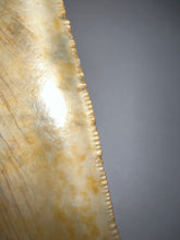 Load image into Gallery viewer, GEM Monster Size Megalodon Fossil Shark Tooth 6.1 Inches Not Repaired! INCREDIBLE Serrations!