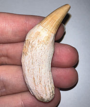 Load image into Gallery viewer, Rare Gavialimimus Mosasaur Tooth 2.17 Inches! Dinosaur Era Marine Reptile! No Repair!