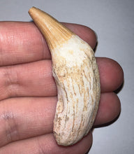 Load image into Gallery viewer, Rare Gavialimimus Mosasaur Tooth 2.17 Inches! Dinosaur Era Marine Reptile! No Repair!