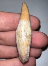 Load image into Gallery viewer, Rare Gavialimimus Mosasaur Tooth 2.17 Inches! Dinosaur Era Marine Reptile! No Repair!