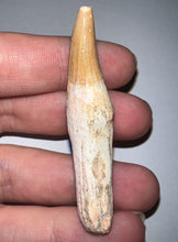 Load image into Gallery viewer, Rare Gavialimimus Mosasaur Tooth 2.17 Inches! Dinosaur Era Marine Reptile! No Repair!
