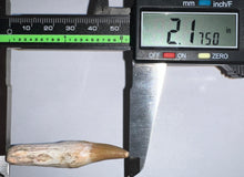 Load image into Gallery viewer, Rare Gavialimimus Mosasaur Tooth 2.17 Inches! Dinosaur Era Marine Reptile! No Repair!