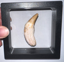 Load image into Gallery viewer, Rare Gavialimimus Mosasaur Tooth 2.17 Inches! Dinosaur Era Marine Reptile! No Repair!
