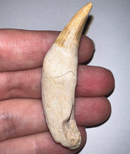 Load image into Gallery viewer, Rare Gavialimimus Mosasaur Tooth 2.39 Inches! Dinosaur Era Marine Reptile!