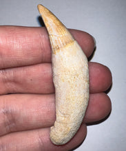 Load image into Gallery viewer, Rare Gavialimimus Mosasaur Tooth 2.39 Inches! Dinosaur Era Marine Reptile!
