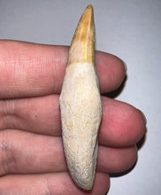 Load image into Gallery viewer, Rare Gavialimimus Mosasaur Tooth 2.39 Inches! Dinosaur Era Marine Reptile!