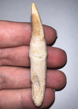 Load image into Gallery viewer, Rare Gavialimimus Mosasaur Tooth 2.39 Inches! Dinosaur Era Marine Reptile!